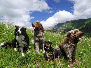 Hundeurlaub auf der Bergwiese
